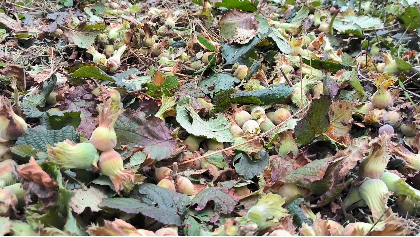 Ordu’da fındık hasat sezonu sonbaharda da devam ediyor
