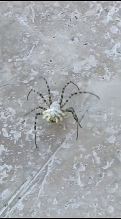 Sivas’tan sonra Tokat’ta da ortaya çıktı