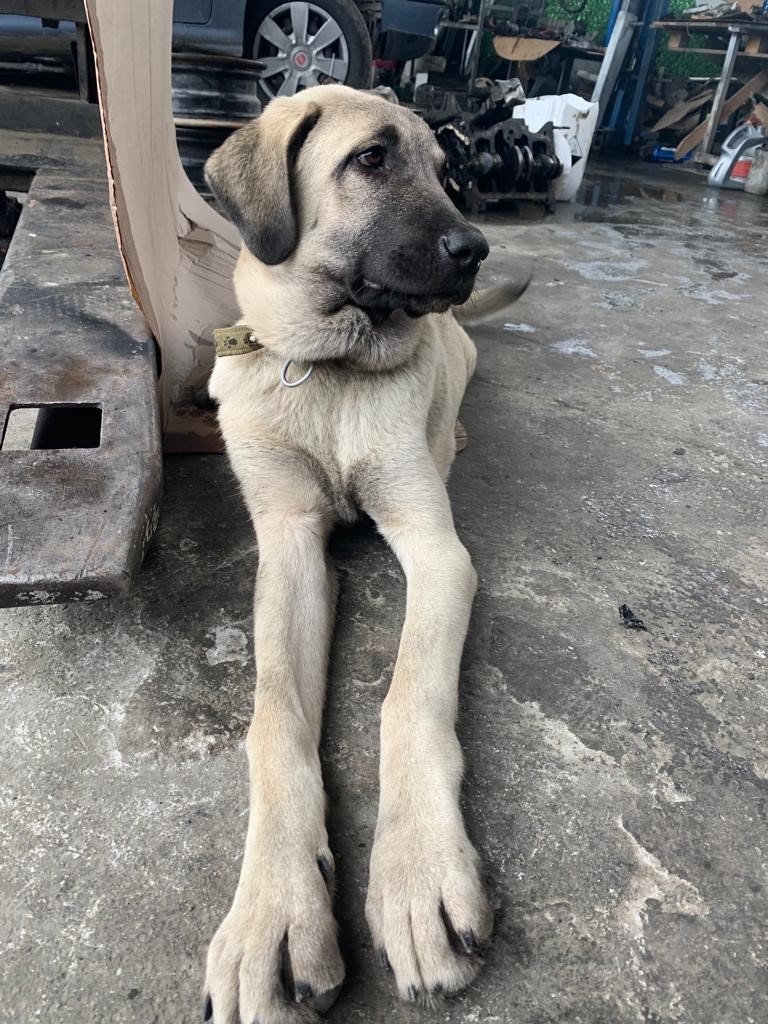 Araştırma görevlisinin Kangal köpekleri projesine 740 bin TL’lik destek
