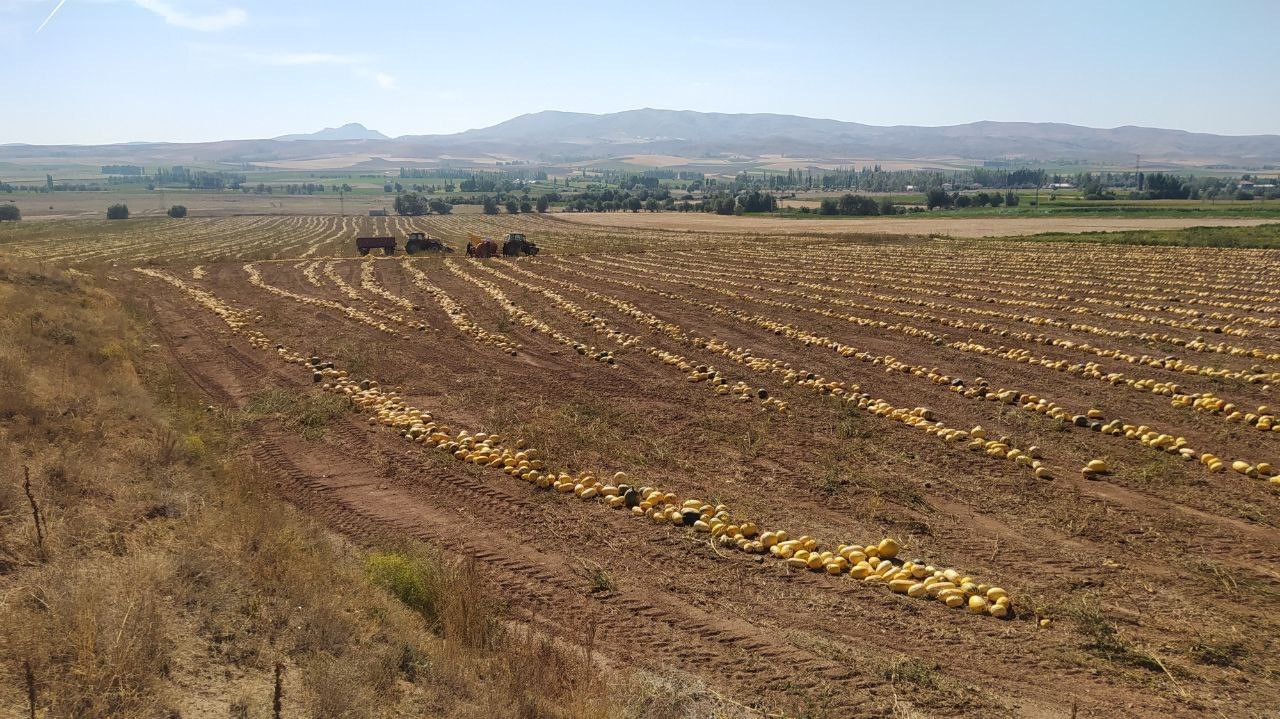 İlk defa ekti, tonlarca elde etti
