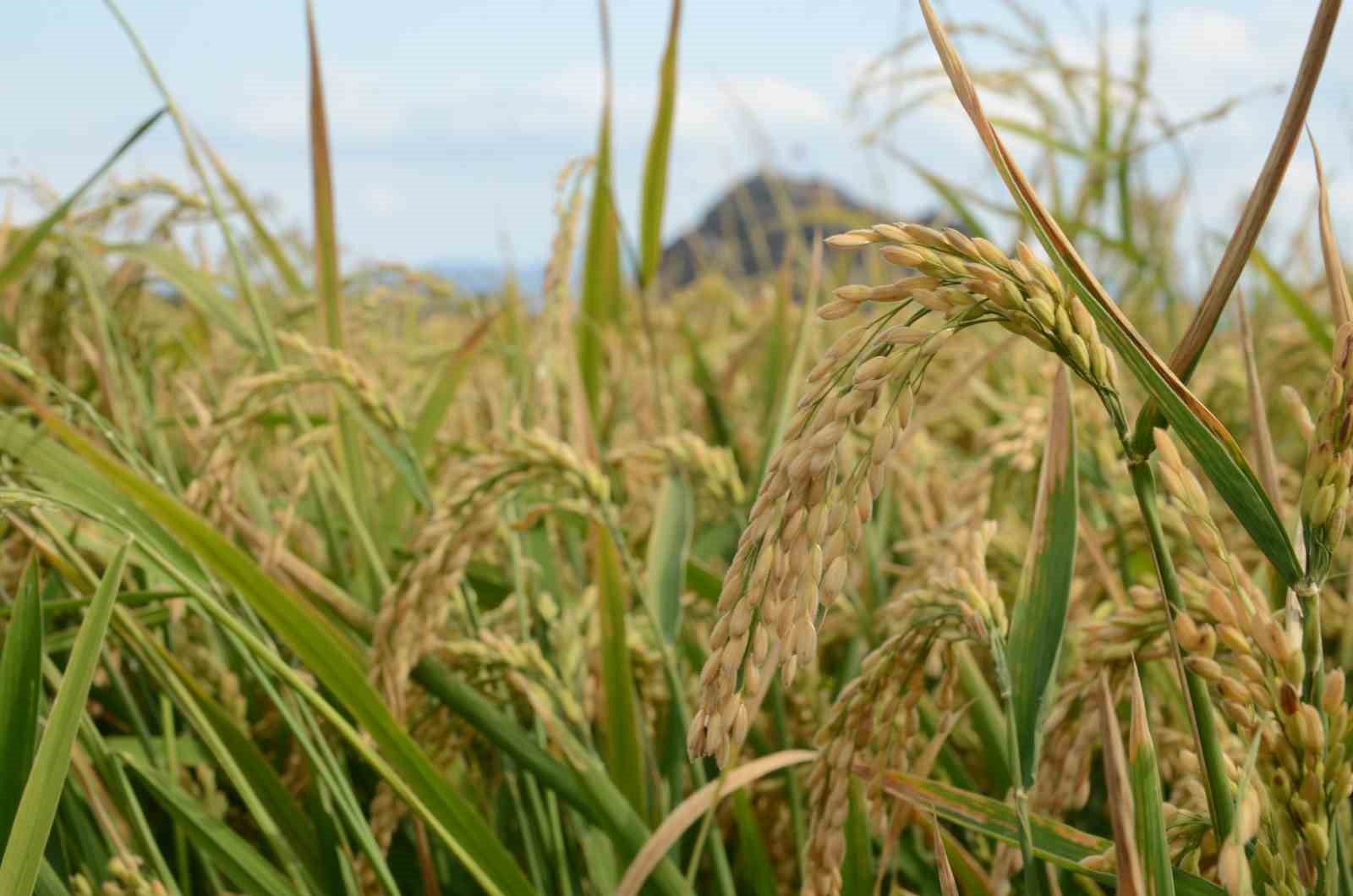 Çorum’un Osmancık ilçesinde, ’beyaz altın’ olarak adlandırılan çeltiğin hasadı başladı