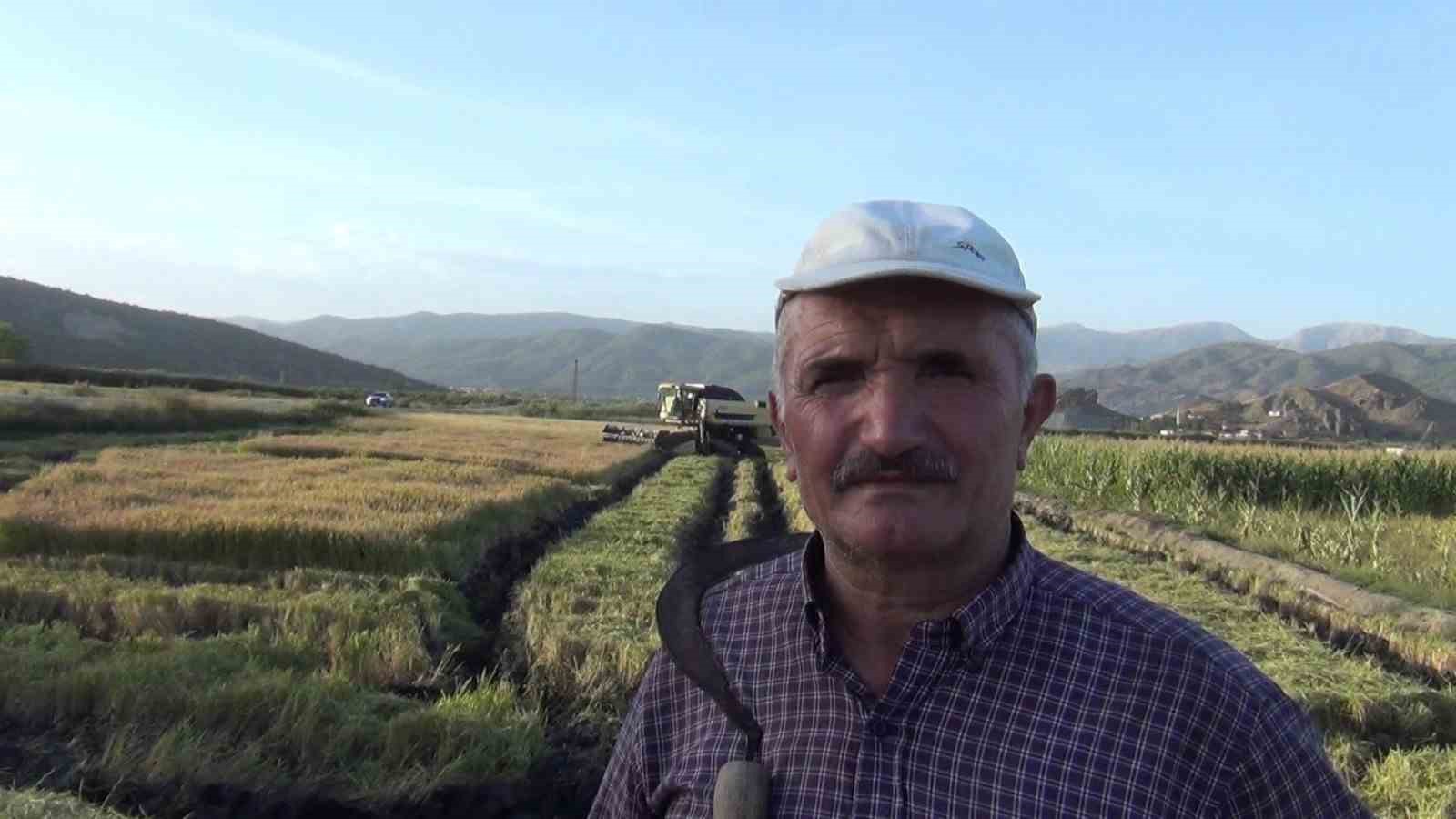 &Ccedil;orum&rsquo;un Osmancık il&ccedil;esinde, &rsquo;beyaz altın&rsquo; olarak adlandırılan &ccedil;eltiğin hasadı başladı
