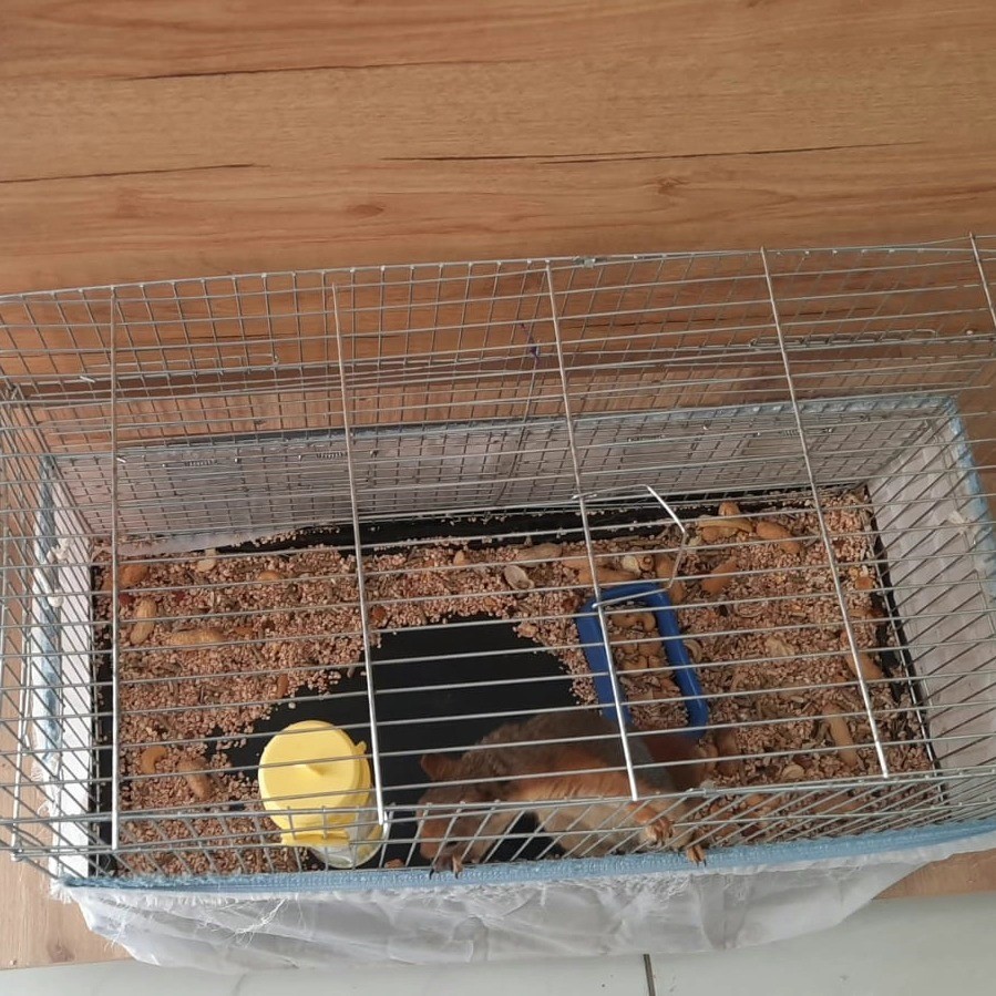 İşyerinde beslenen sincap koruma altına alındı

