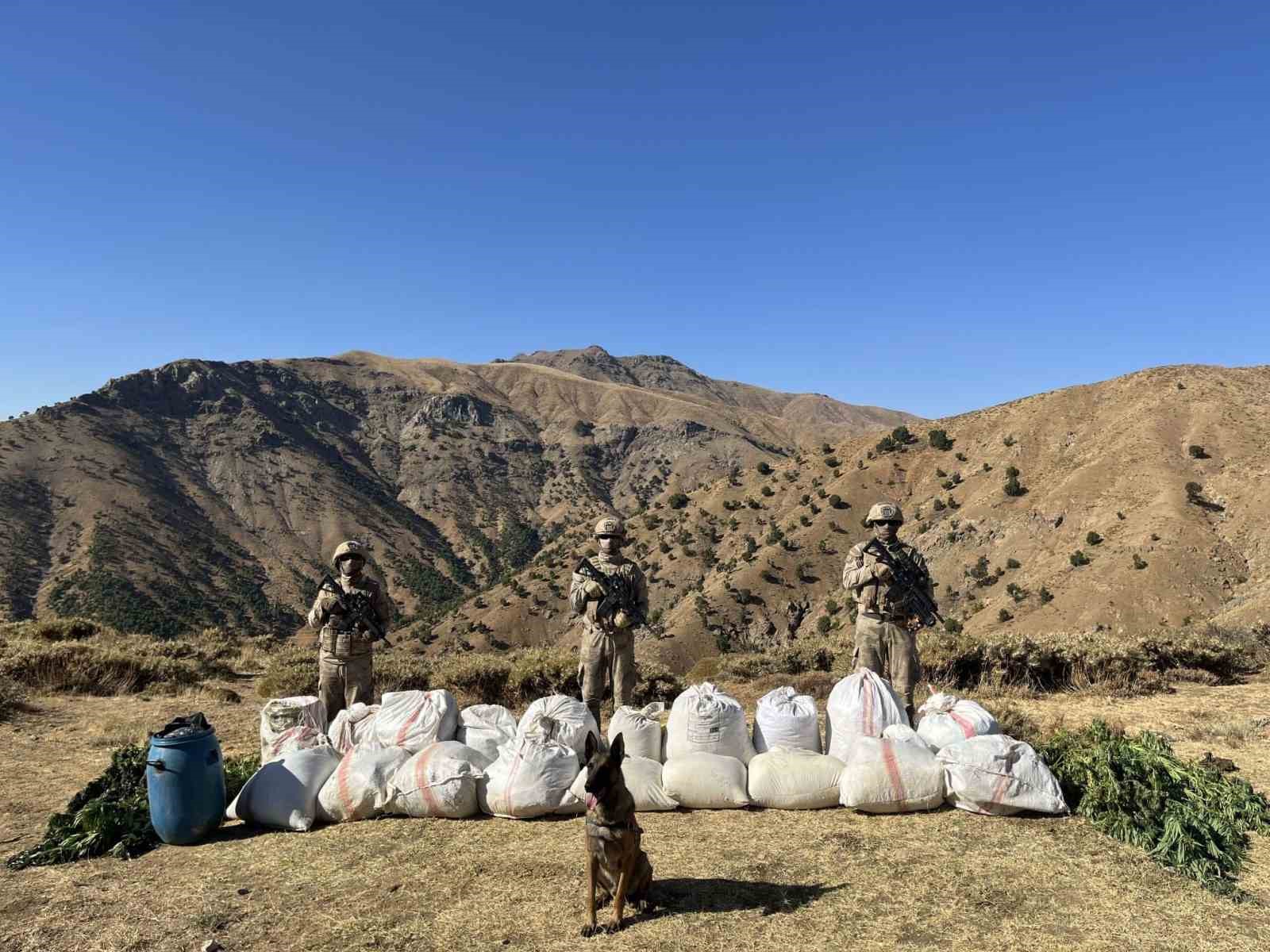 Bingöl’de 3 milyon 158 bin kök kenevir ele geçirildi