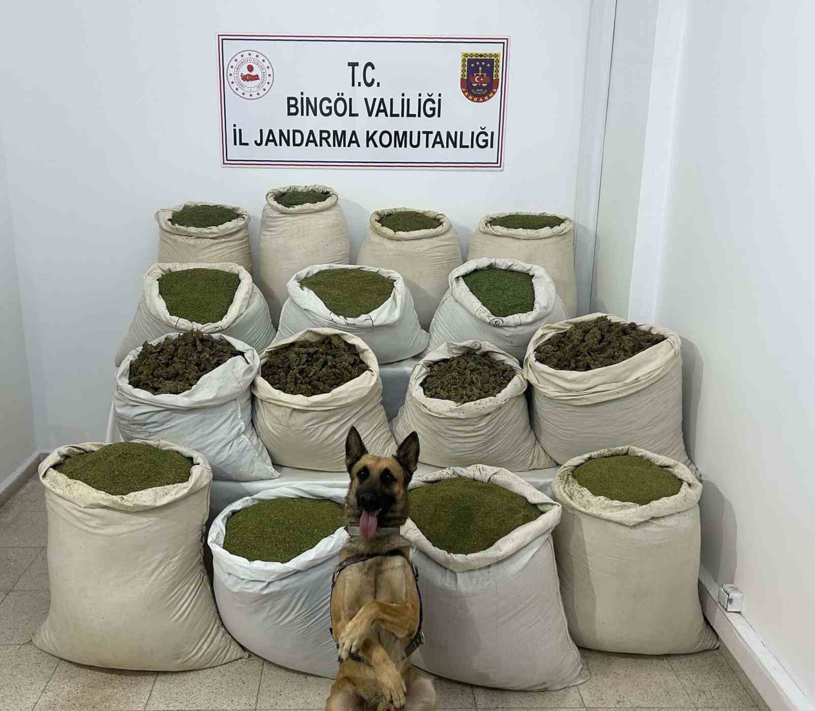Bing&ouml;l&rsquo;de 3 milyon 158 bin k&ouml;k kenevir ele ge&ccedil;irildi
