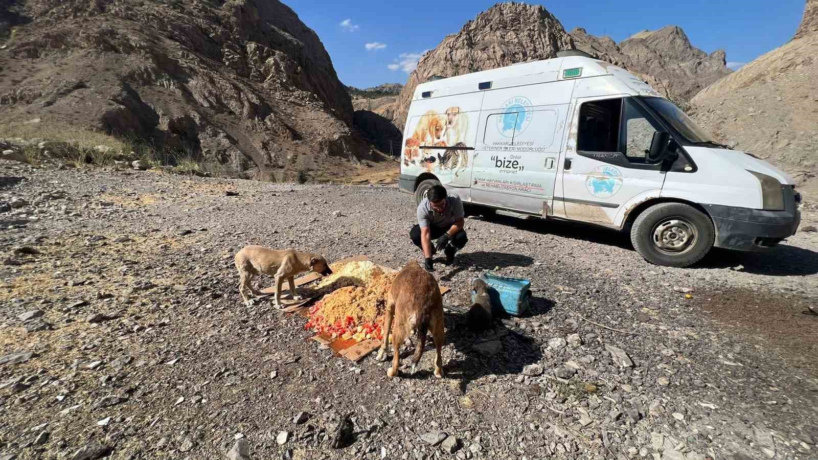 Hakkari’de sokak hayvanlarına aşı