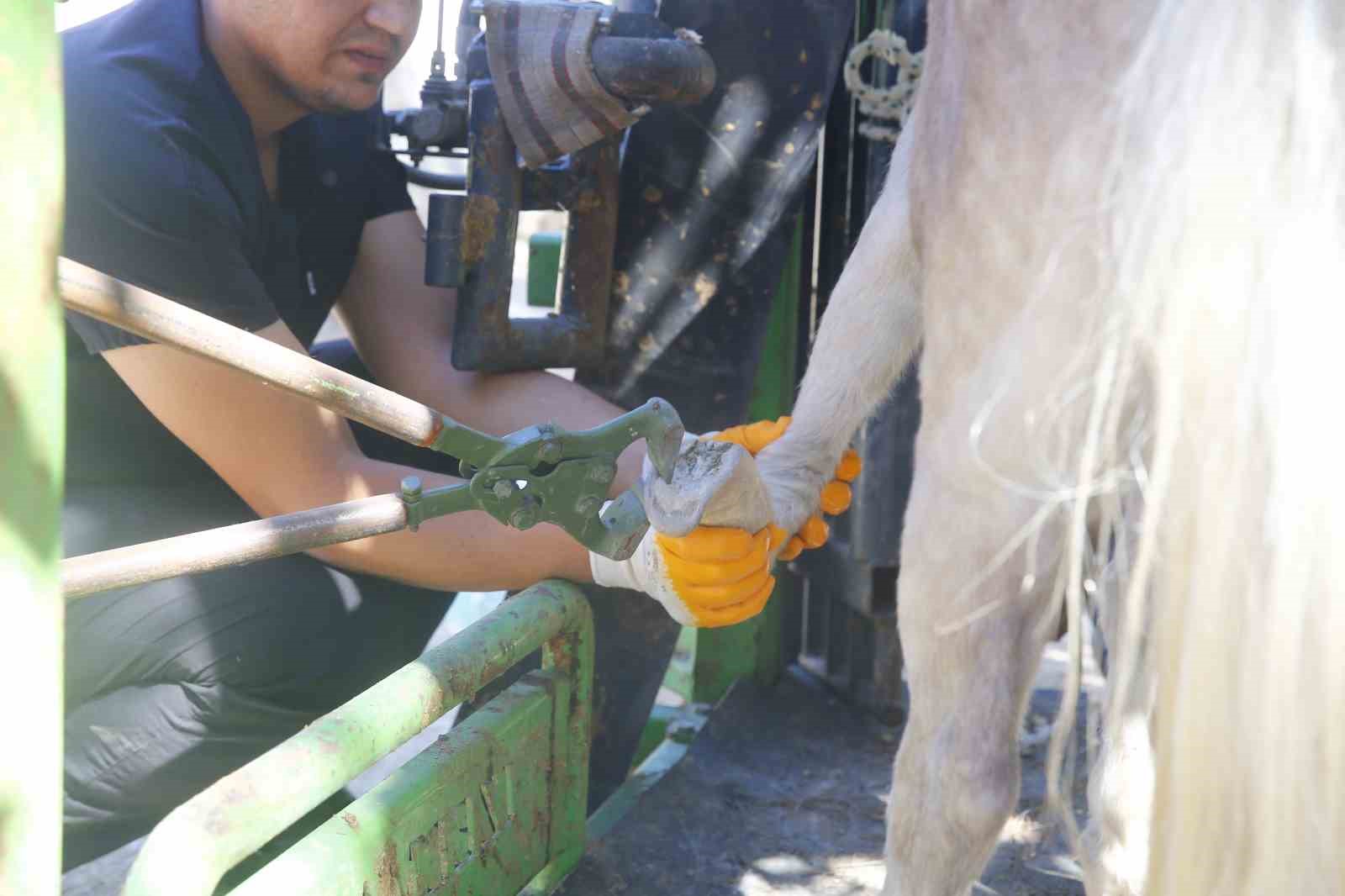 Antalya Doğal Yaşam Parkı’nda hayvanlar için tırnak bakımı