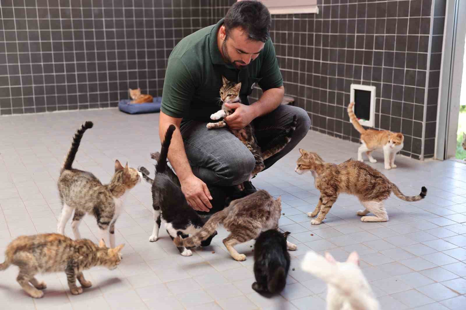 Bin 560 sokak hayvanının bakımı yapıldı, 196’sı sahiplendirildi