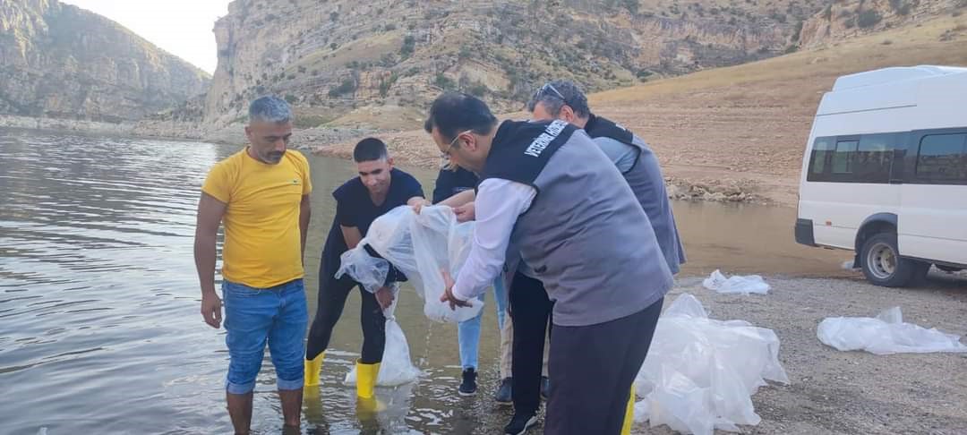 Siirt’te gölet ve baraj göllerine son 5 yılda 8 milyon sazan yavrusu bırakıldı