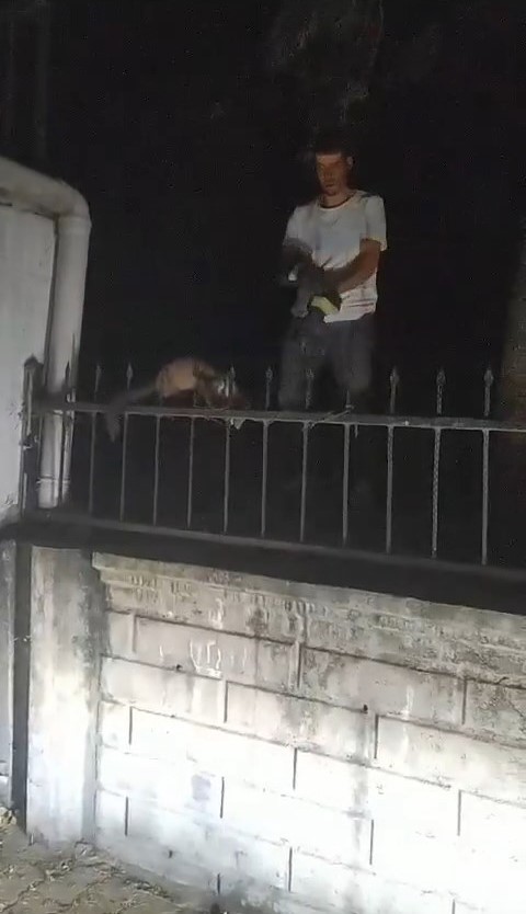 Ağa&ccedil;tan d&uuml;şerek demir korkuluklara saplanan sansar kurtarıldı
