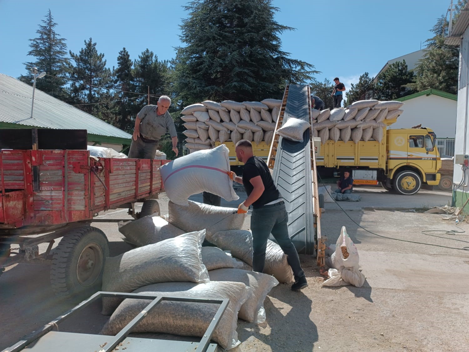 Afyonkarahisar&rsquo;ın simgesi &lsquo;haşhaş&rsquo;ta kaps&uuml;l alımı başladı
