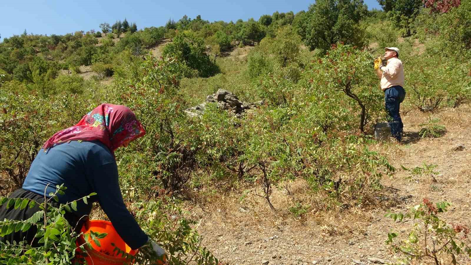 Kebap&ccedil;ıların g&ouml;zdesi sumağın hasadı başladı
