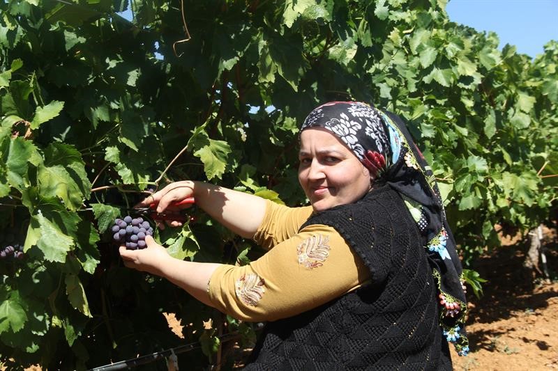 Isparta’da üzüm hasadı devam ediyor