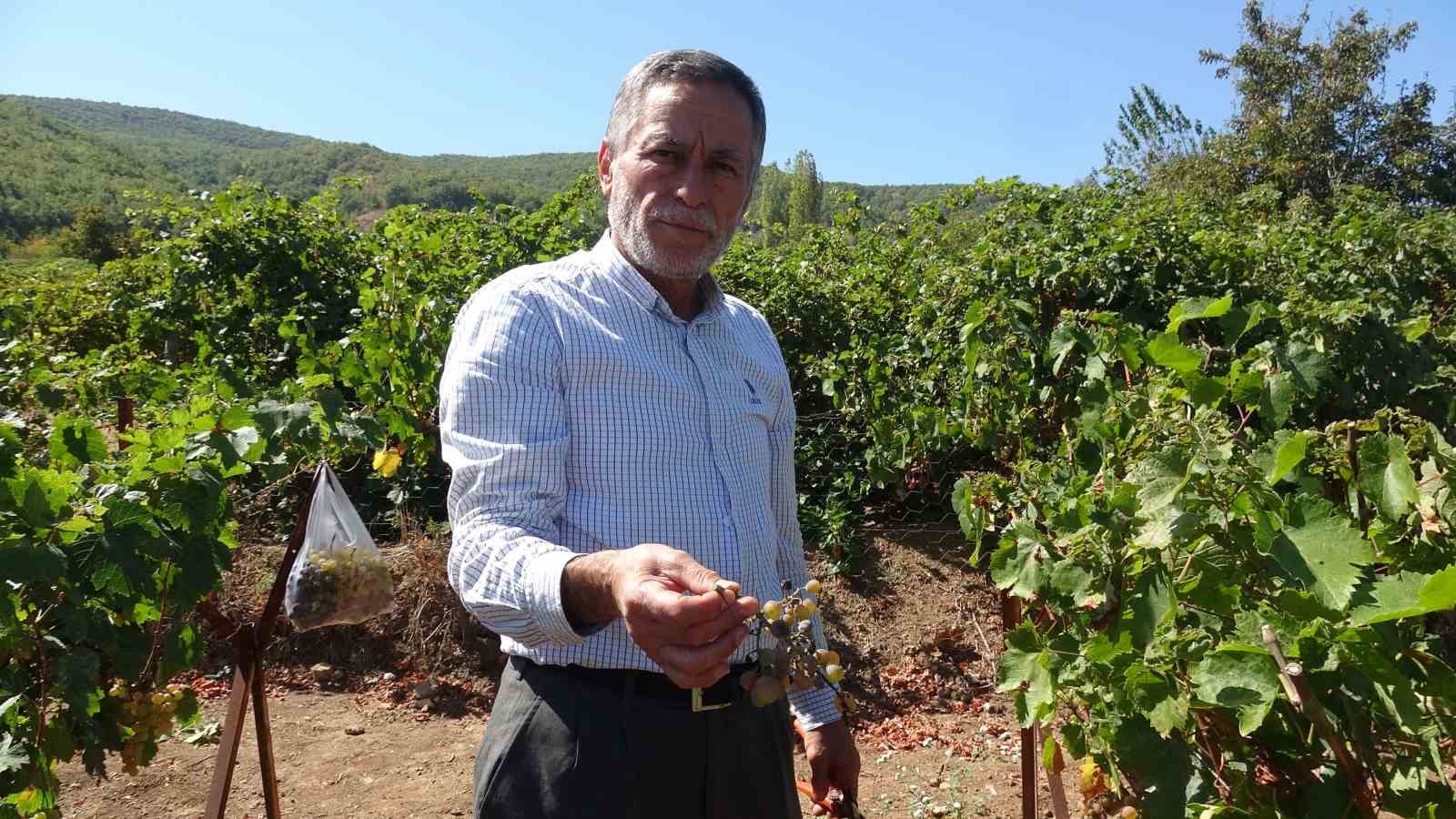 ’Mildiyös hastalığı’ üzüm rekoltesini vurdu