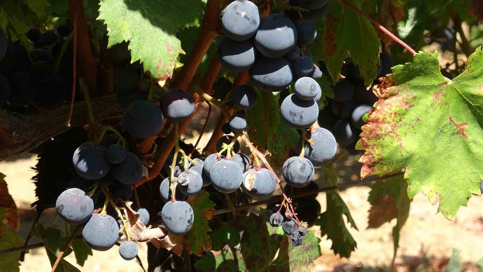 &rsquo;Mildiy&ouml;s hastalığı&rsquo; &uuml;z&uuml;m rekoltesini vurdu
