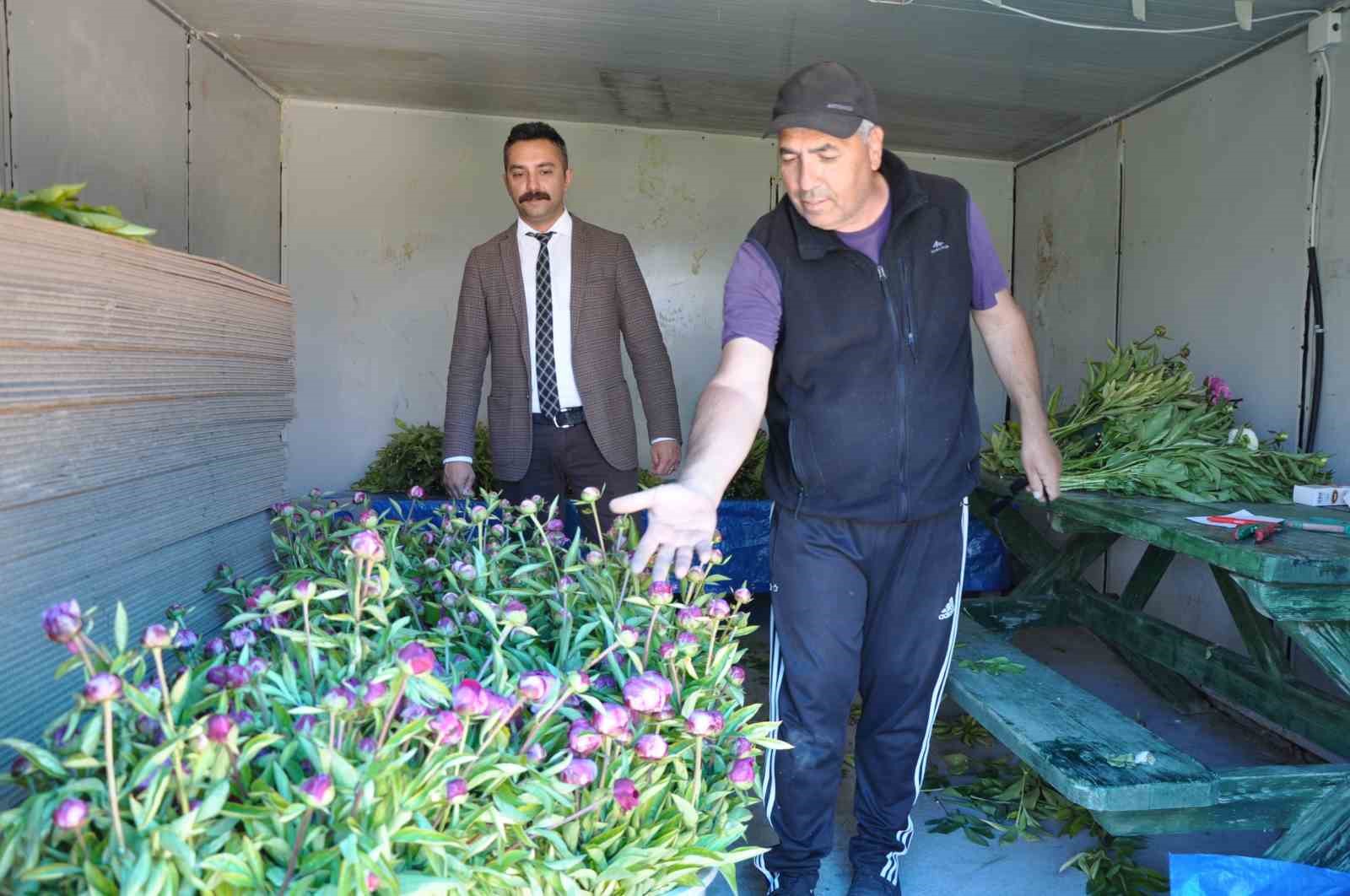 Hollanda değil Sivas: Sivas’ta üretilen şakayıklar dünya pazarına aday