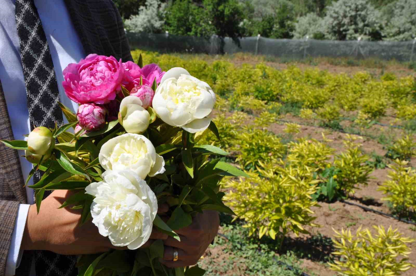 Hollanda değil Sivas: Sivas&rsquo;ta &uuml;retilen şakayıklar d&uuml;nya pazarına aday

