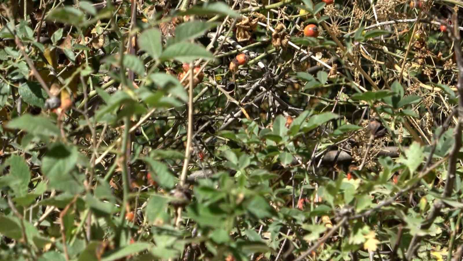 Ihlara Vadisi y&uuml;zlerce bitki ve canlıya ev sahipliği yapıyor
