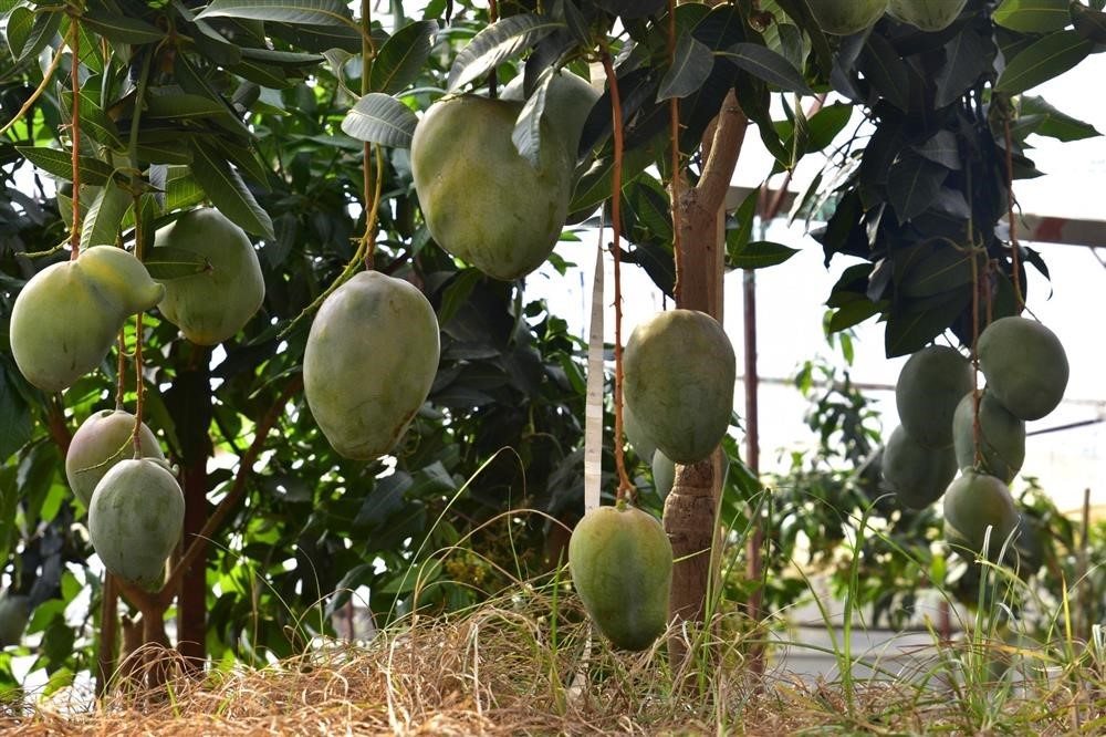 Alanya’da avokado ve mango temalı tropik meyve festivali başlıyor