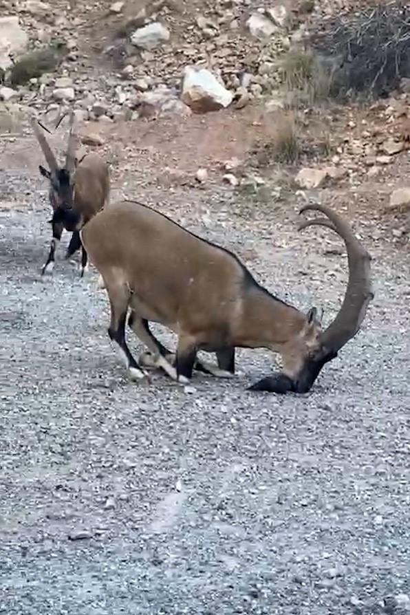 Yaban ke&ccedil;ileri G&uuml;m&uuml;şhane&rsquo;nin doğal g&uuml;zelliğine renk kattı
