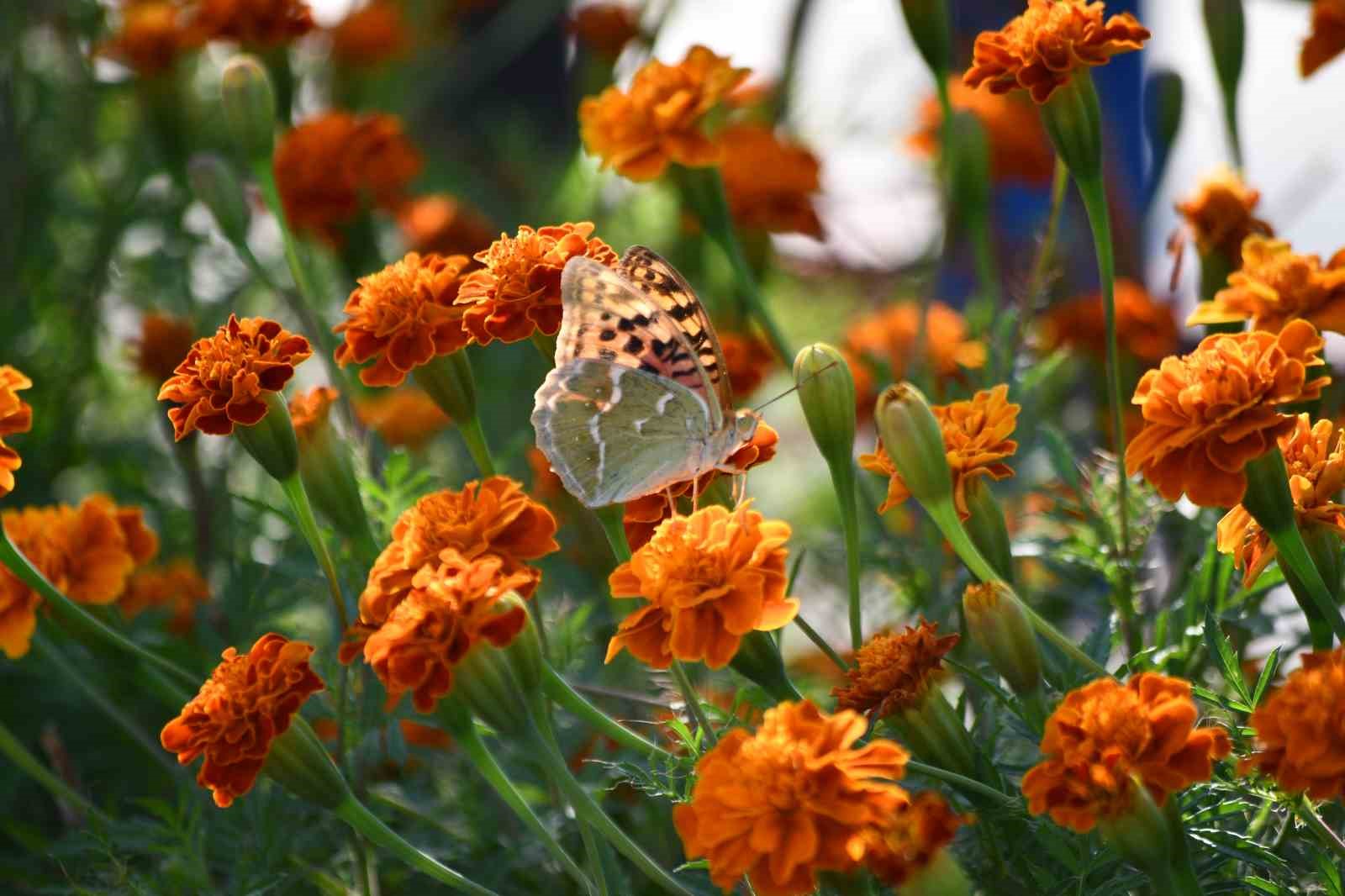 Şırnak’ta kelebekler son günlerini yaşıyor