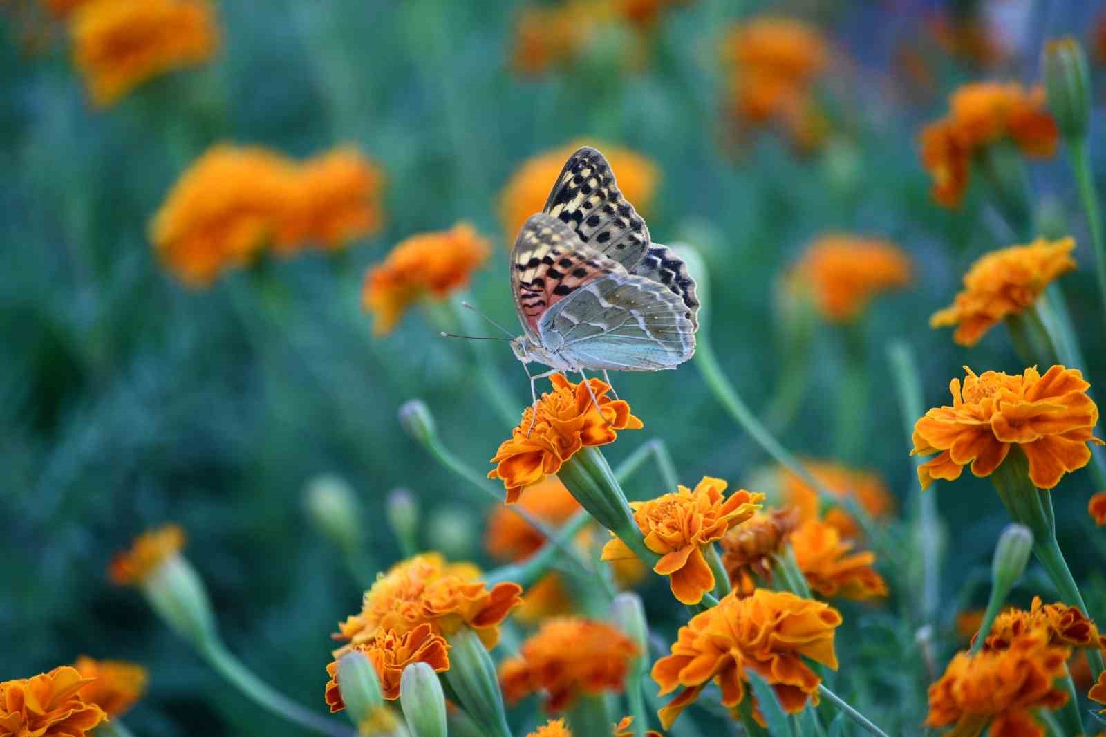 Şırnak&rsquo;ta kelebekler son g&uuml;nlerini yaşıyor

