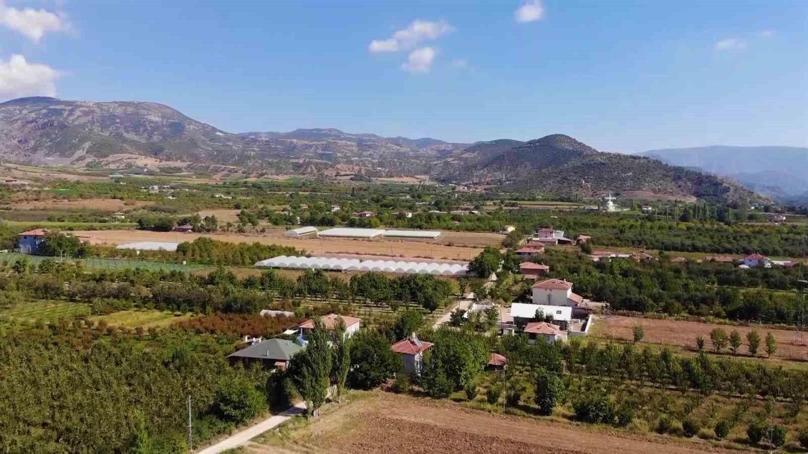 Amasya’nın 2 bin yıllık sembolü misket elmasının hasadı başladı