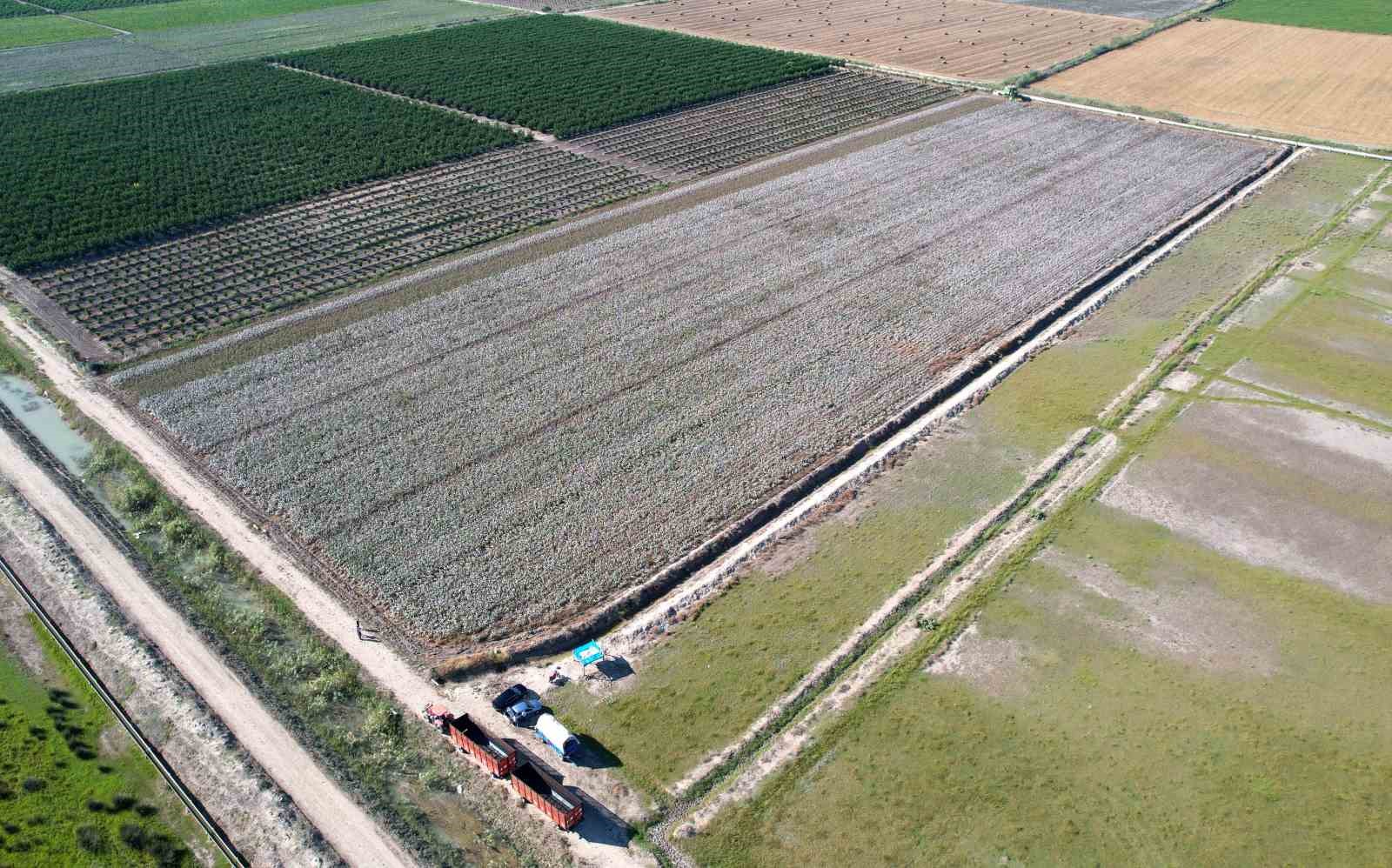Bir zamanların pamuk diyarı artık tropikal &uuml;r&uuml;nlerle anılıyor
