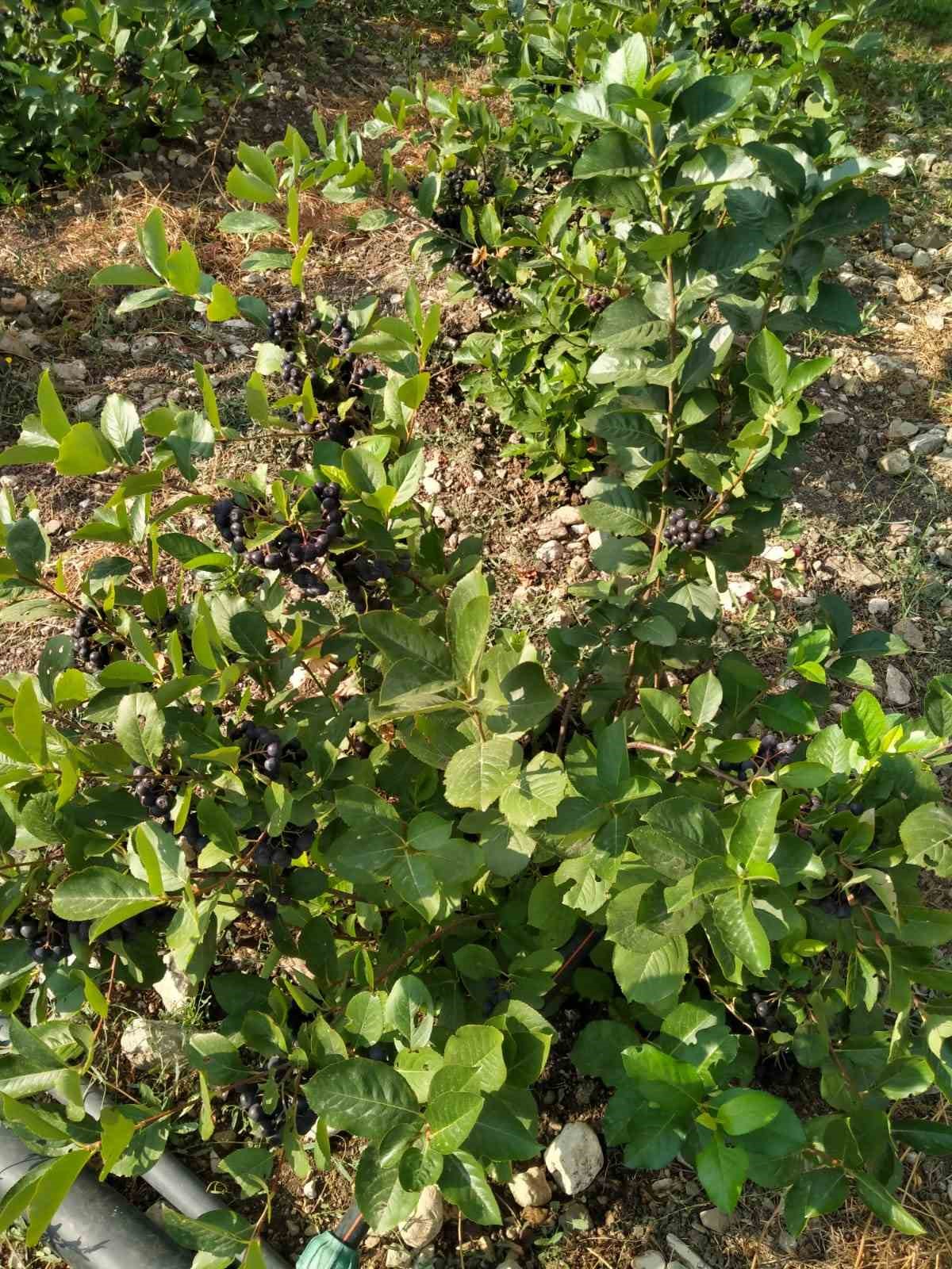 Antalya Büyükşehir destekledi genç çiftçiler üretti

