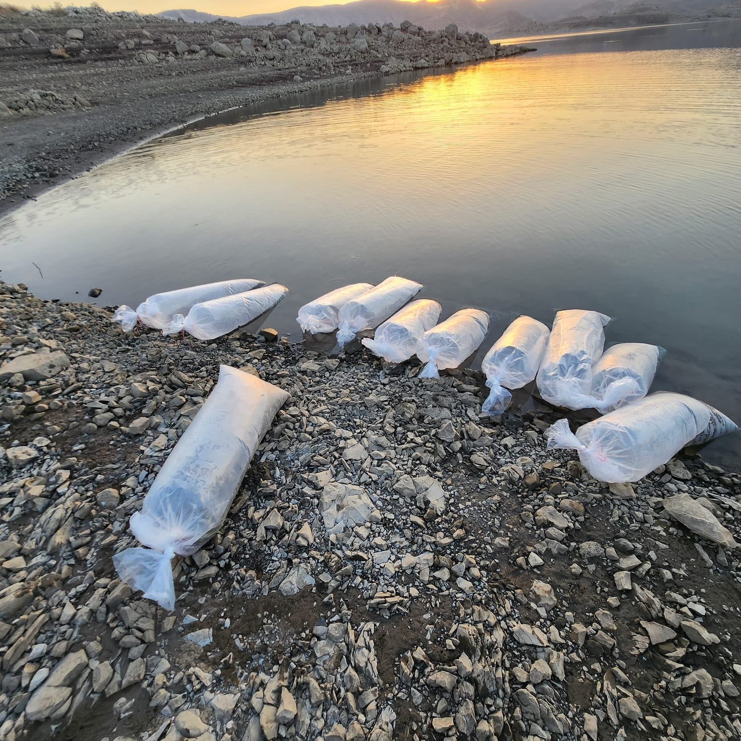 Şırnak’ta 1 milyon 842 bin sazan balığı yavrusu suyla buluşturuldu