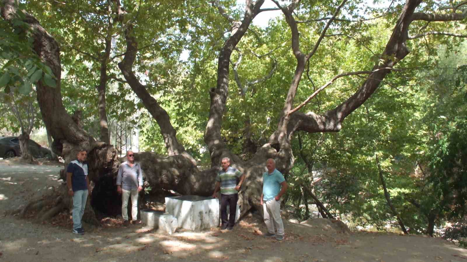 Kazdağında 750 yıllık çınar ağacı ilgi odağı oldu
