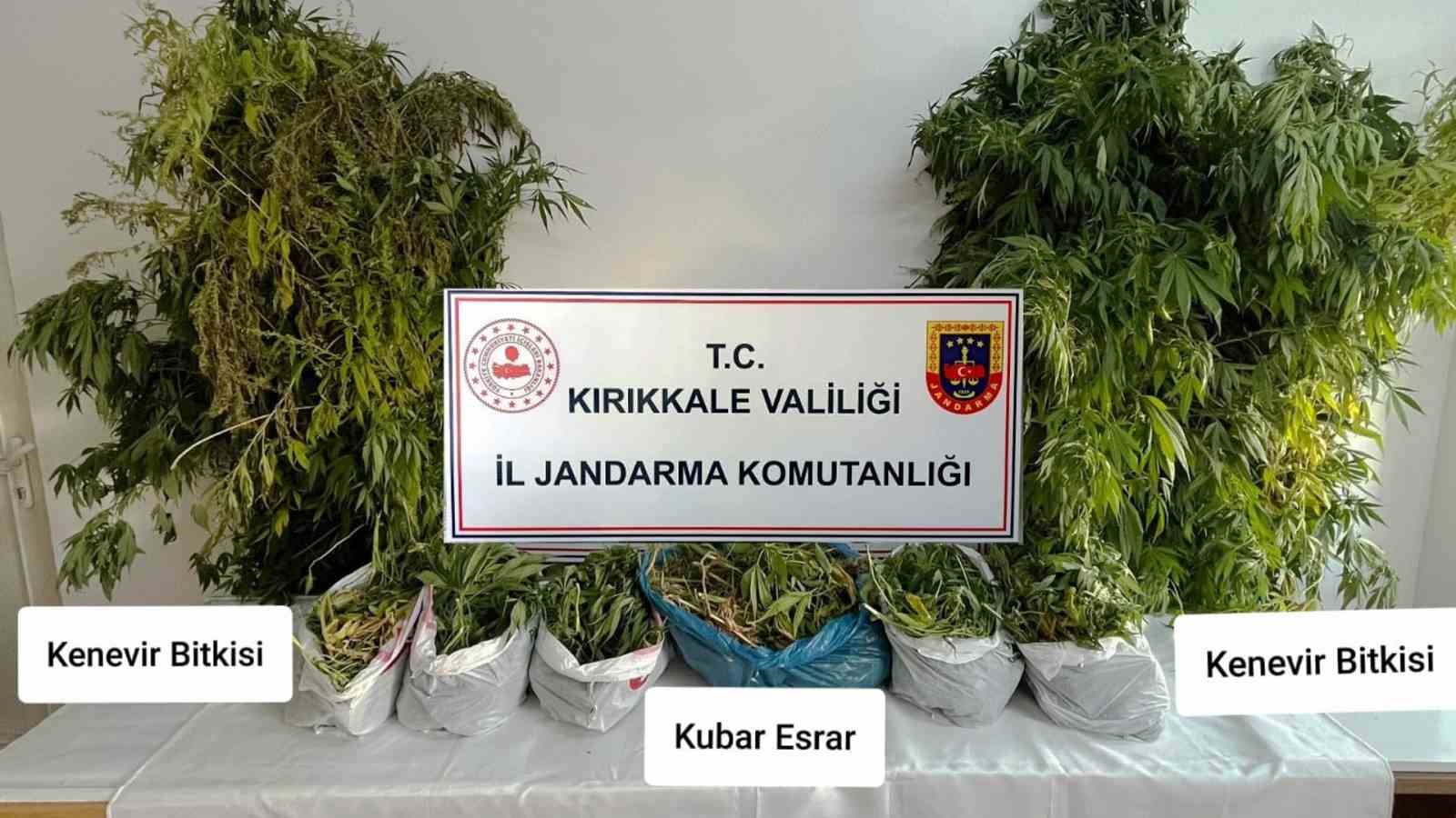 Jandarma 4 aydır peşindeydi: Hint kenevirini hasat ederken yakalandı
