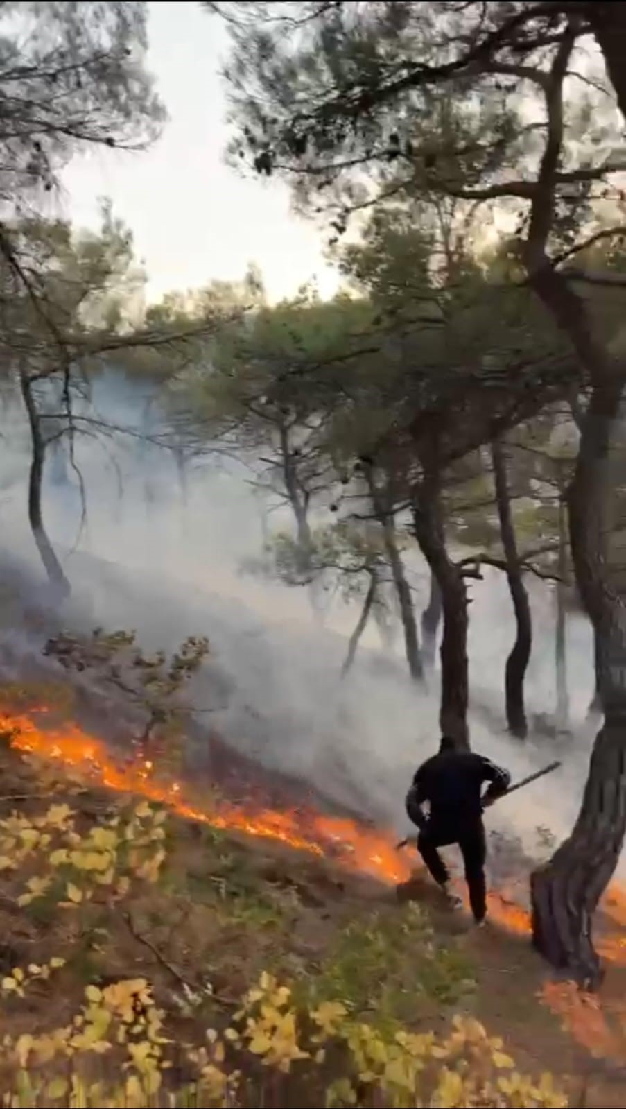 Tokat&rsquo;ta orman yangınına ekipler m&uuml;dahale ediyor
