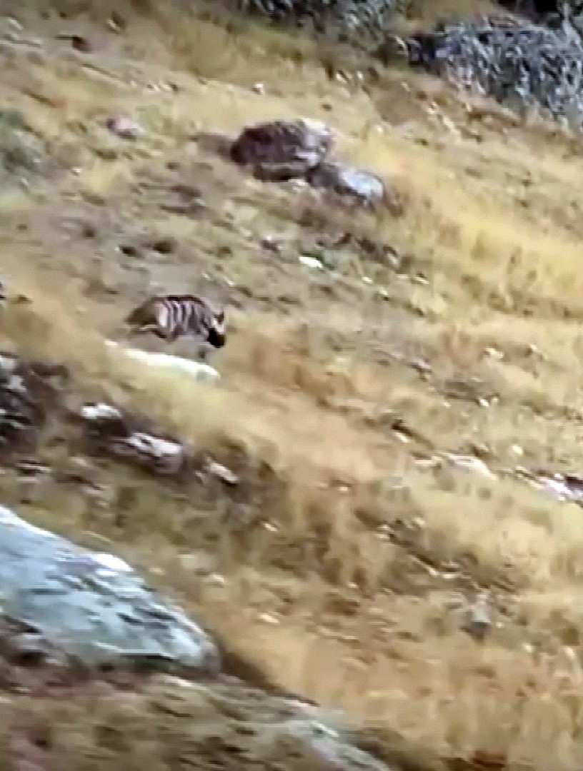 Yozgat’ta çizgili sırtlan doğal ortamında görüntülendi