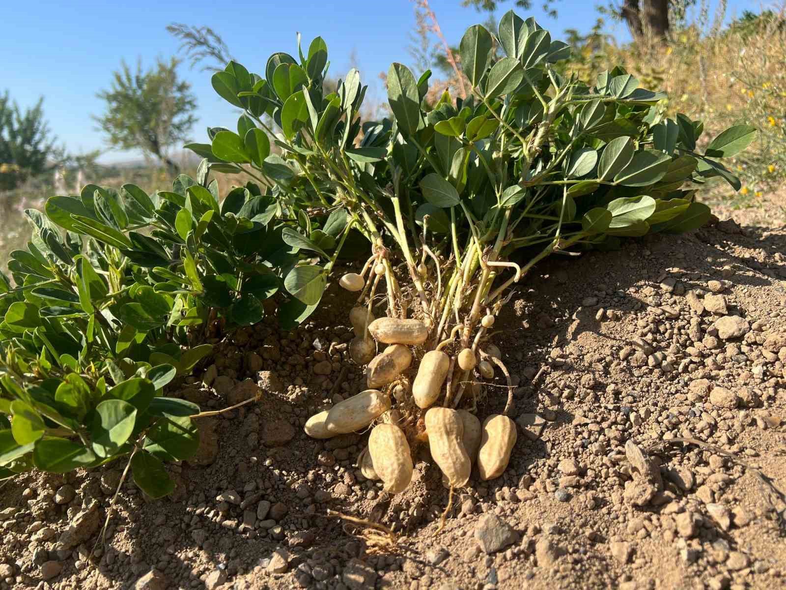 Depremde enkazdan kurtardığı &ccedil;ocuğun ailesinin hediye ettiği fıstıklarla Nevşehir&rsquo;de y&uuml;ksek rekolte elde etti
