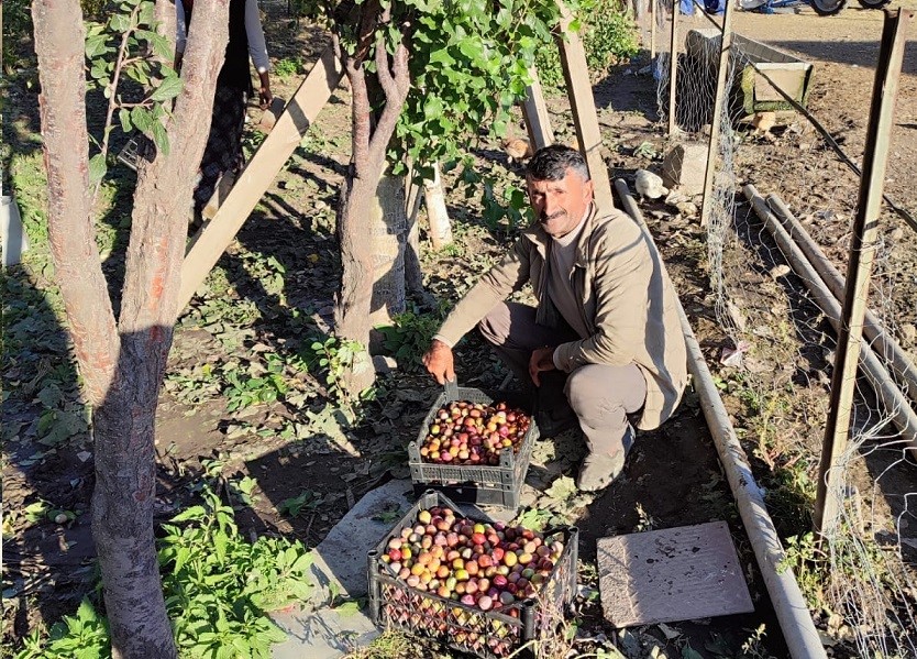 Bin 900 rakımlı Yukarı Canbaz’da Cancur yetiştirdi