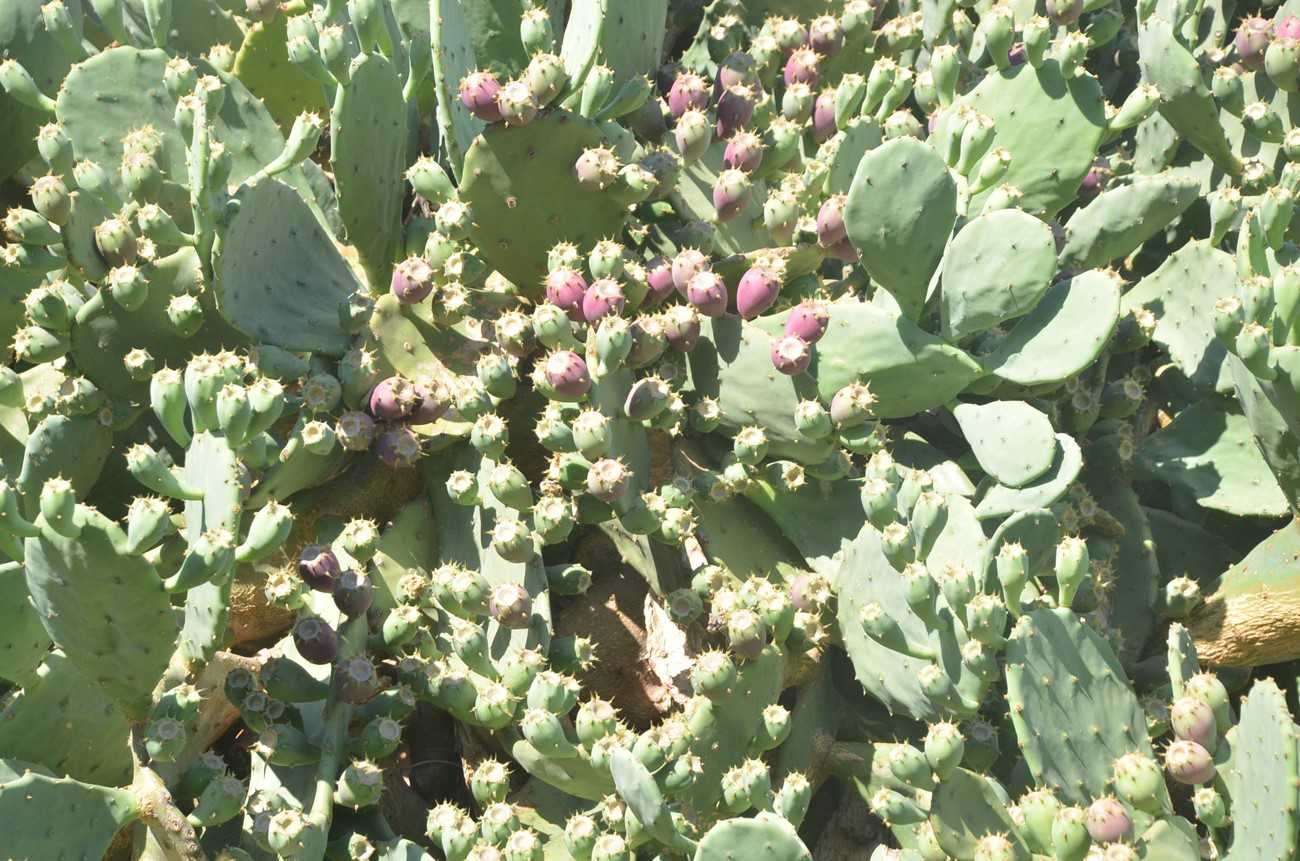 Yer inciri şifa dağıtıyor
