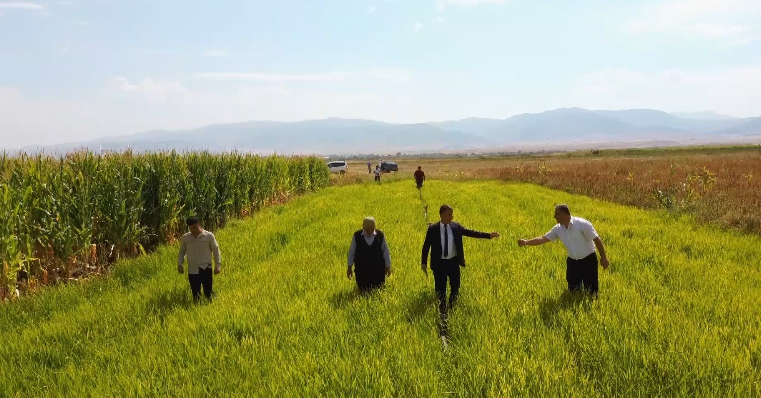 Muş’ta ilk defa deneme amaçlı ekilen pirincin hasadı öncesi son bakımı yapıldı