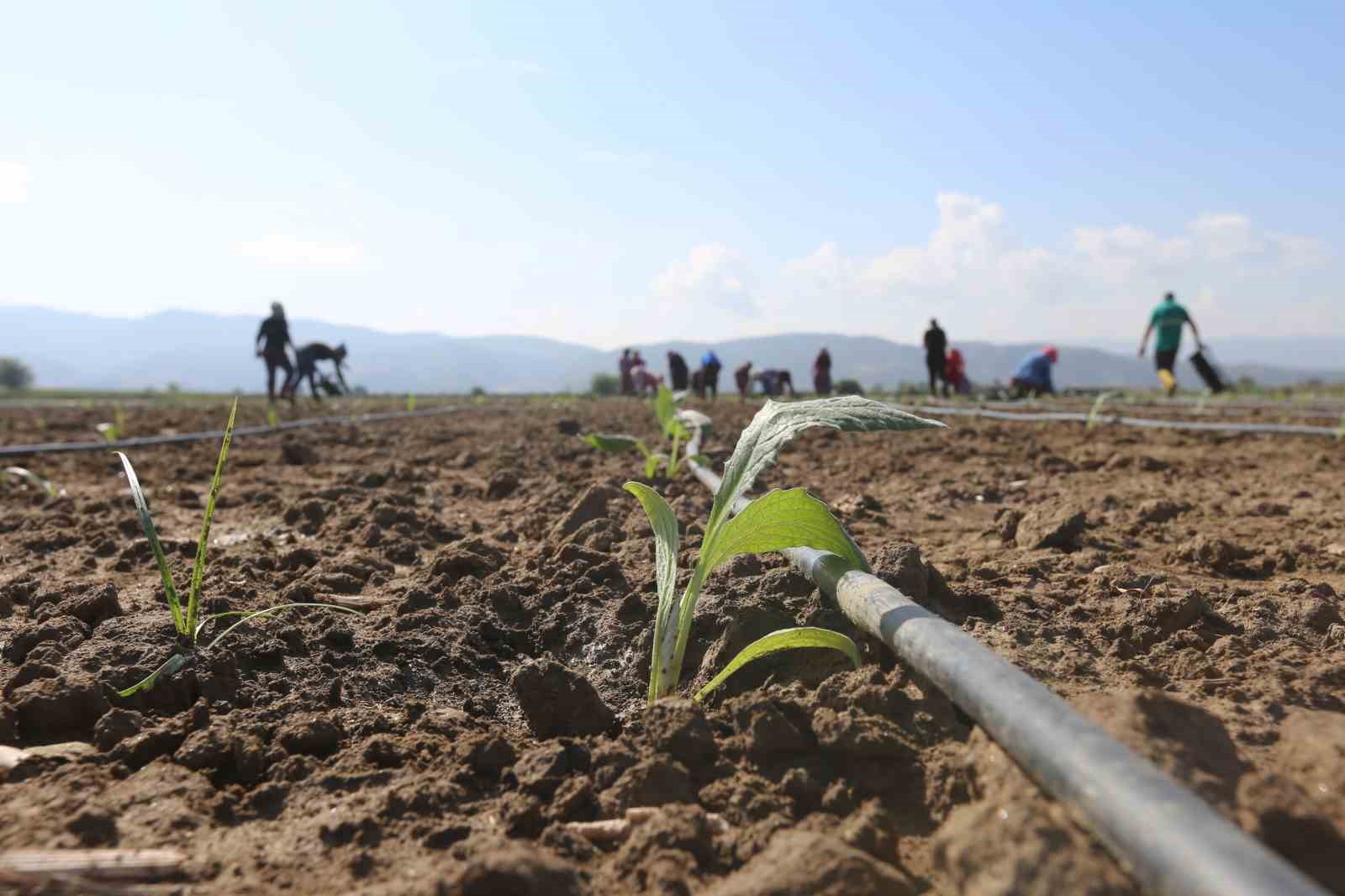 Efeler Belediyesi, enginar üretimine devam ediyor