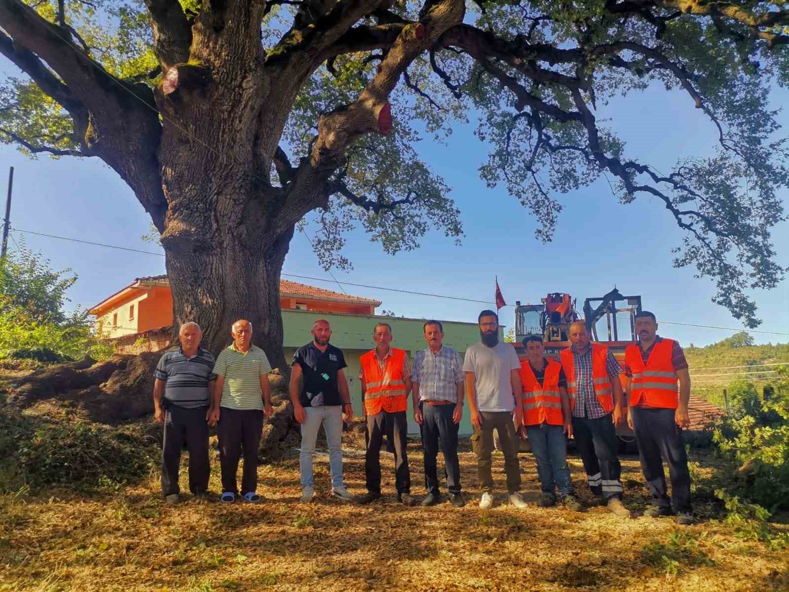 Türkeli’nin tarihi ağacı "Koca Meşe" emin ellerde