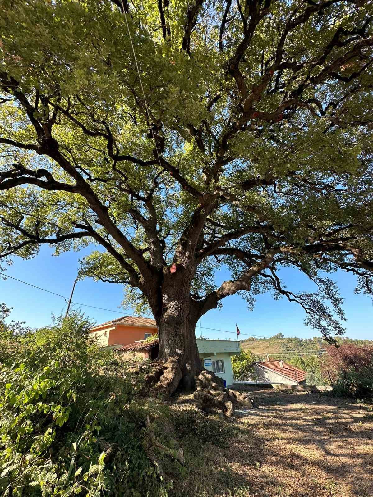 Türkeli’nin tarihi ağacı "Koca Meşe" emin ellerde 
