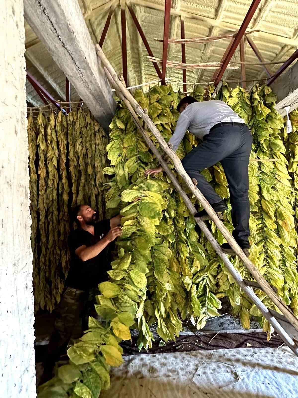Bitlis&rsquo;te 250 hanelik k&ouml;y t&uuml;t&uuml;n ekimi yaparak ge&ccedil;imini sağlıyor
