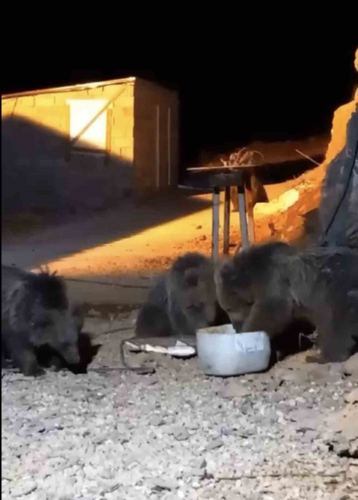 Y&uuml;ksekova&rsquo;da şantiyede yiyecek arayan 4 ayı kameralara yansıdı

