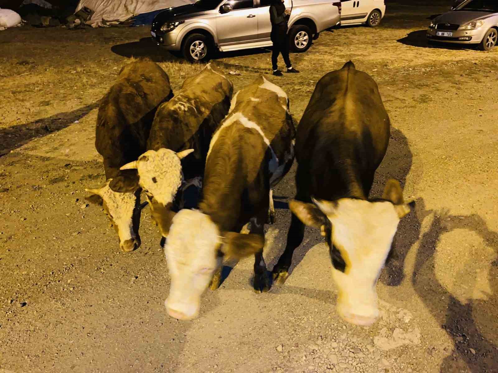 Ağrı&rsquo;da b&uuml;y&uuml;kbaş hayvan &ccedil;alan şahıs yakalandı

