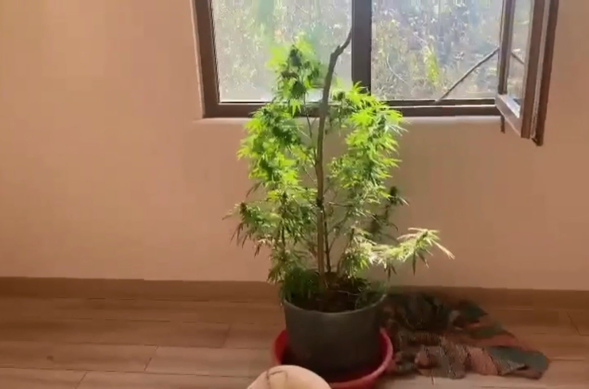 Baskın yapılan evin her odasından saksılarda kenevir çıktı