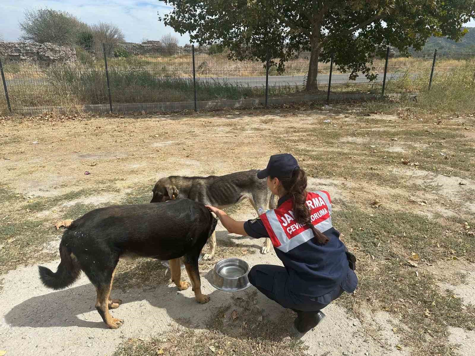 Aydın’da jandarma ekipleri denetimlerini sürdürüyor