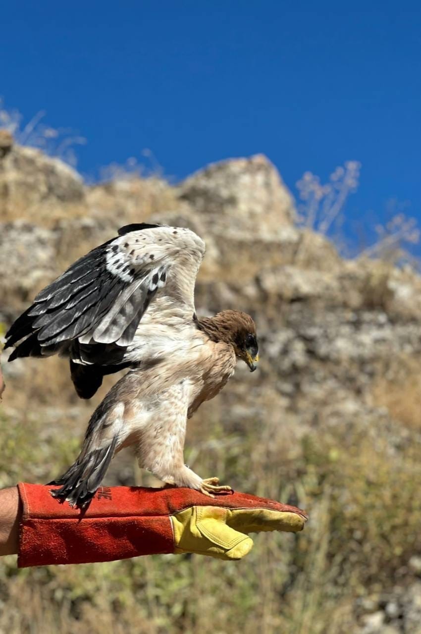 Tunceli’de yaralı halde bulunan kartal tedavi altına alındı
