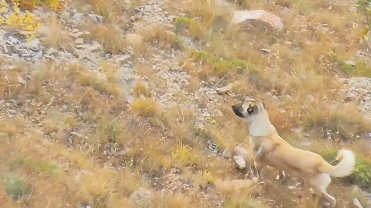 Yavrularını korumak i&ccedil;in kangal k&ouml;peğine kafa tutan vaşak kameralara yansıdı
