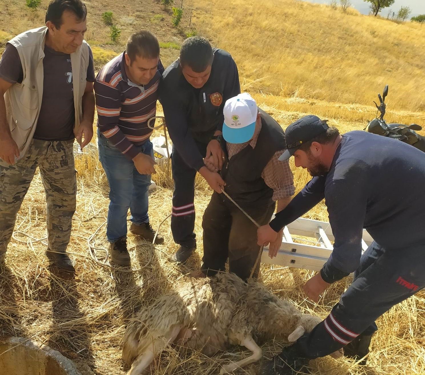 Hüyük’te koyun kurtarma operasyonu