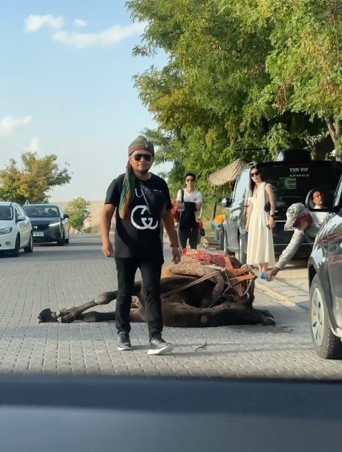 Kapadokya’da iş yüküne dayanamayan deve bayıldı